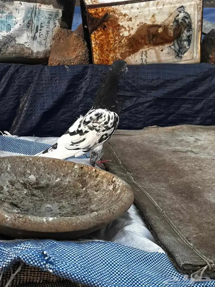 جوز كلسرا صافي للبيع 4