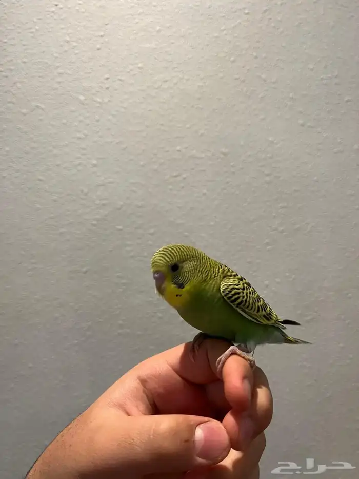 بادجي اليف وهدد دخلي نشبه نشبه لعوب لايفوتكم 0