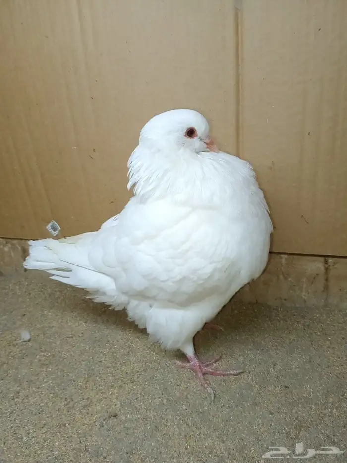 ذكر حمام كنق ابيض صك 0