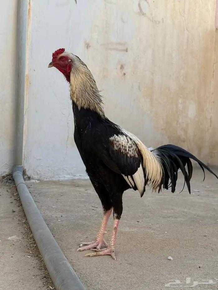 دجاج نوادر 14