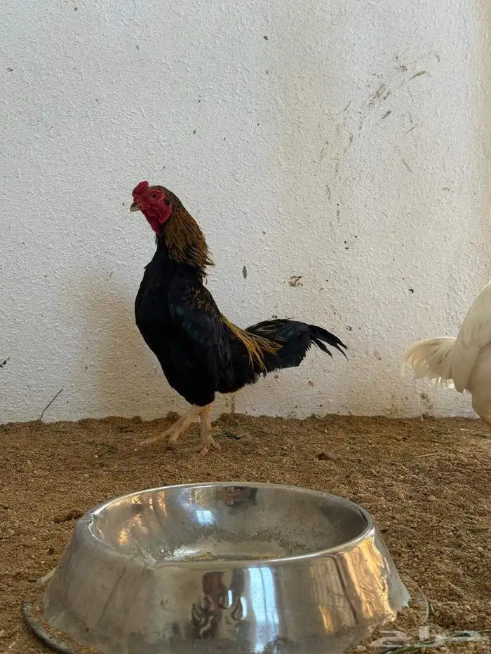 دجاج نوادر 10