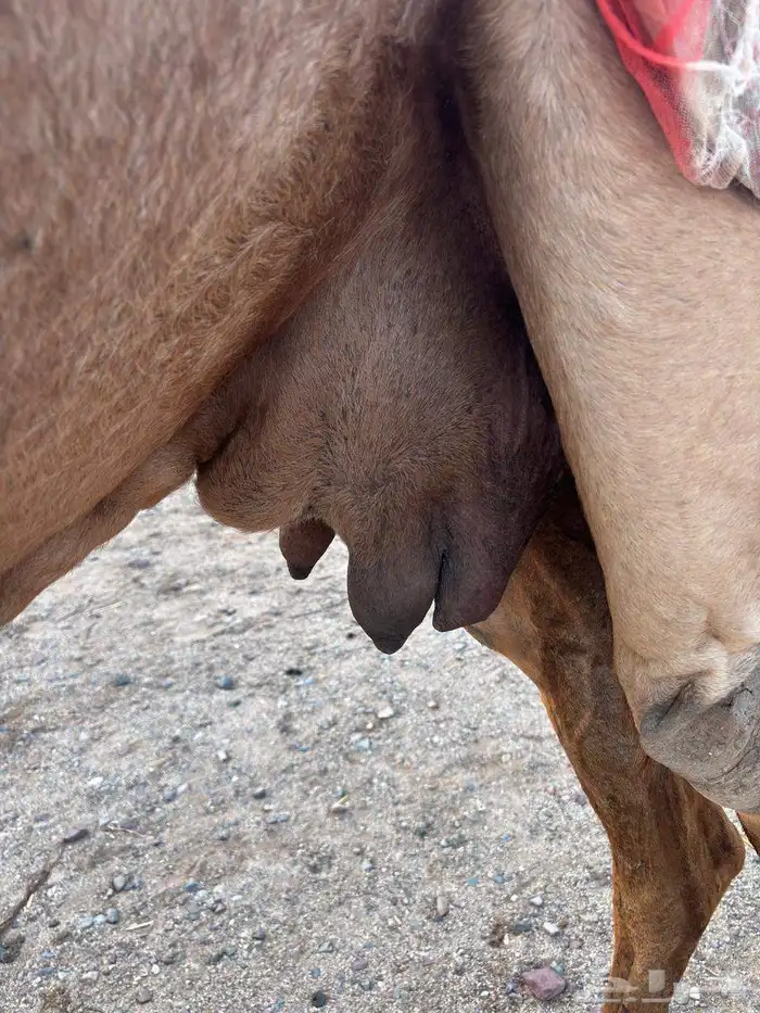 ناقه مسوح ب 5000 تم البيع 1