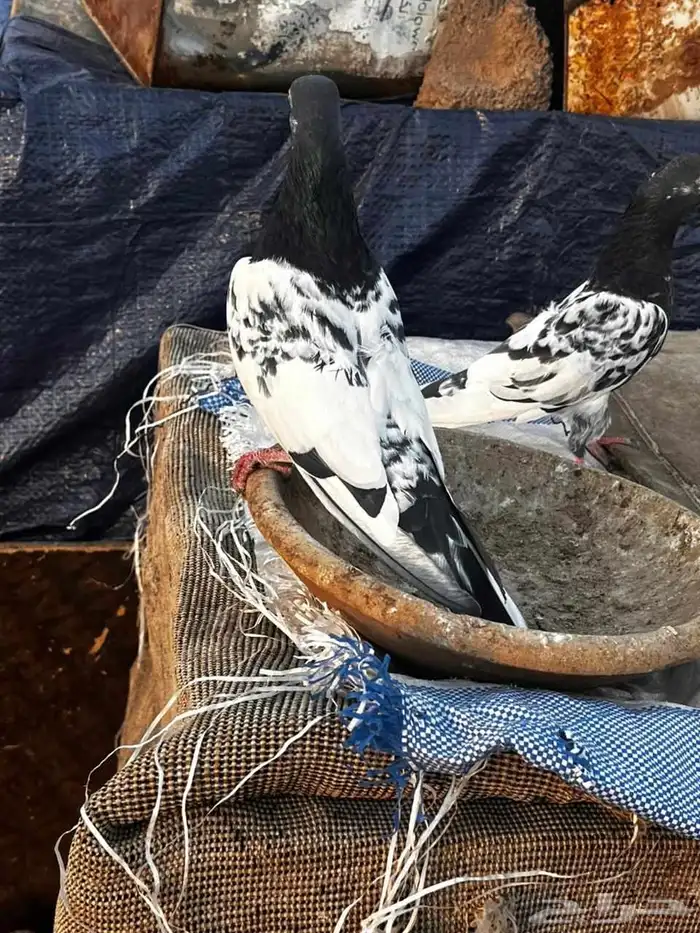 جوز كلسرا صافي للبيع 5