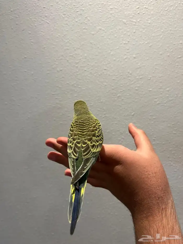 بادجي اليف وهدد دخلي نشبه نشبه لعوب لايفوتكم 2