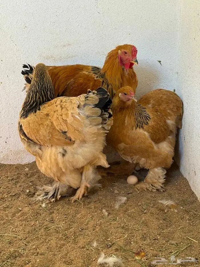 دجاج نوادر 6