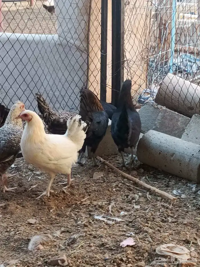 دجاج بلدي 3
