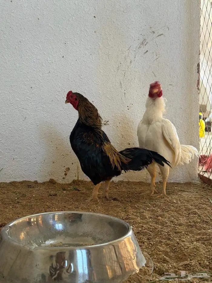 دجاج نوادر 11