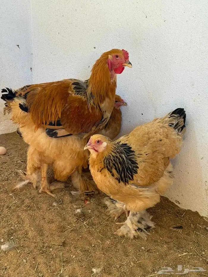 دجاج نوادر 4