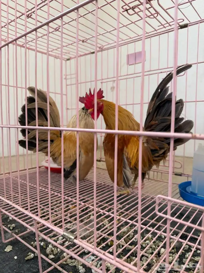 دجاج نوادر 16