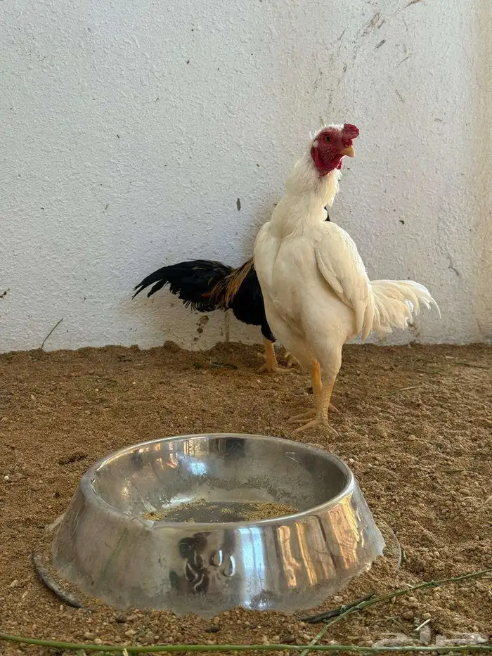 دجاج نوادر 3