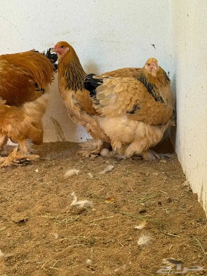 دجاج نوادر 5