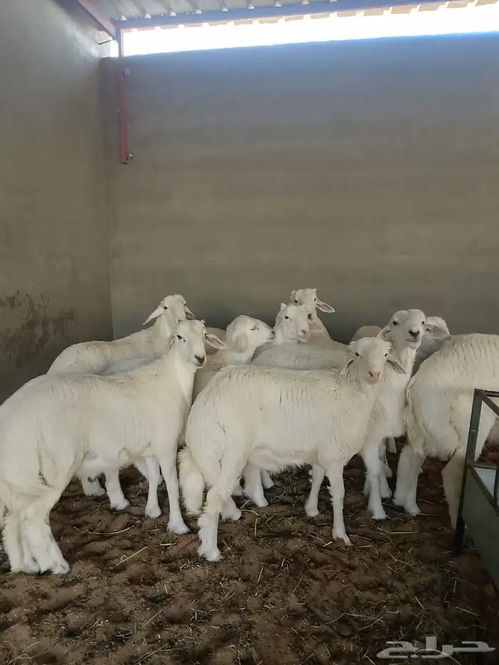 طليان حري فاخر ربط 3