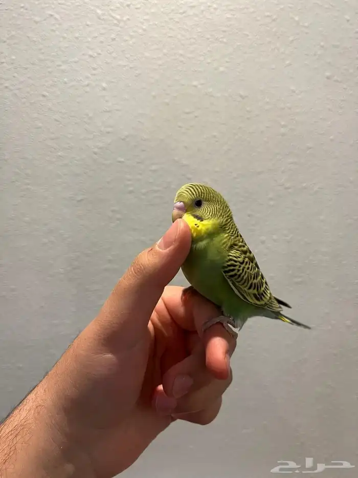 بادجي اليف وهدد دخلي نشبه نشبه لعوب لايفوتكم 1