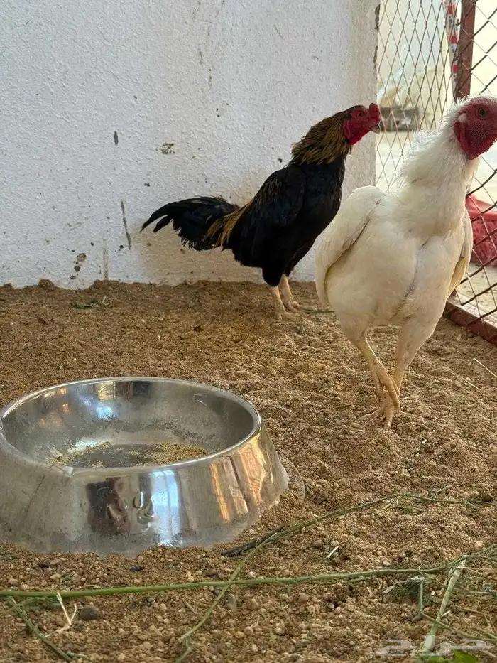 دجاج نوادر 8