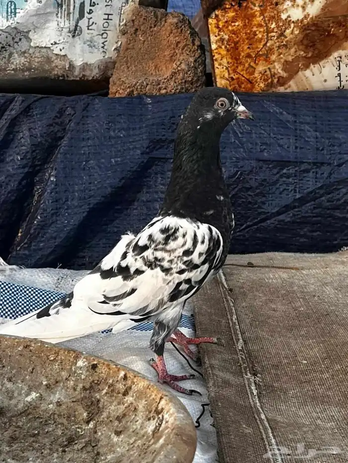 جوز كلسرا صافي للبيع 2