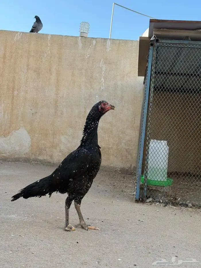 دجاج نوادر 12