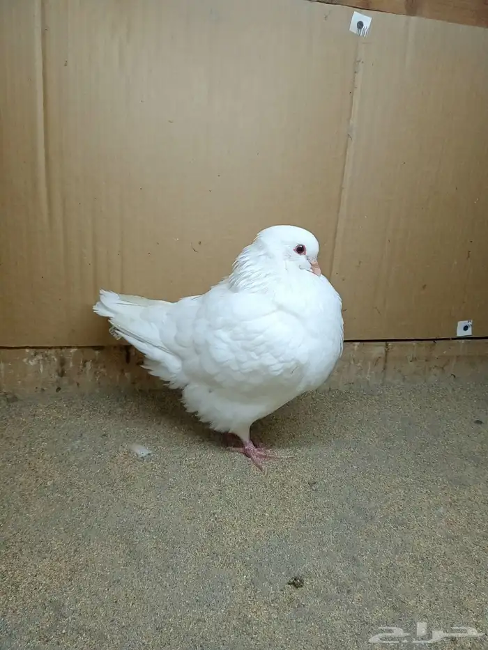 ذكر حمام كنق ابيض صك 1