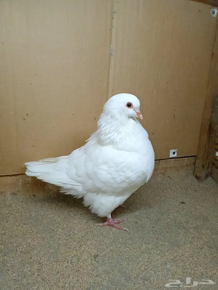 ذكر حمام كنق ابيض صك 2