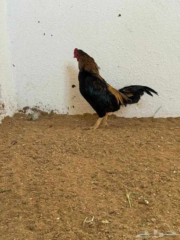 دجاج نوادر 0