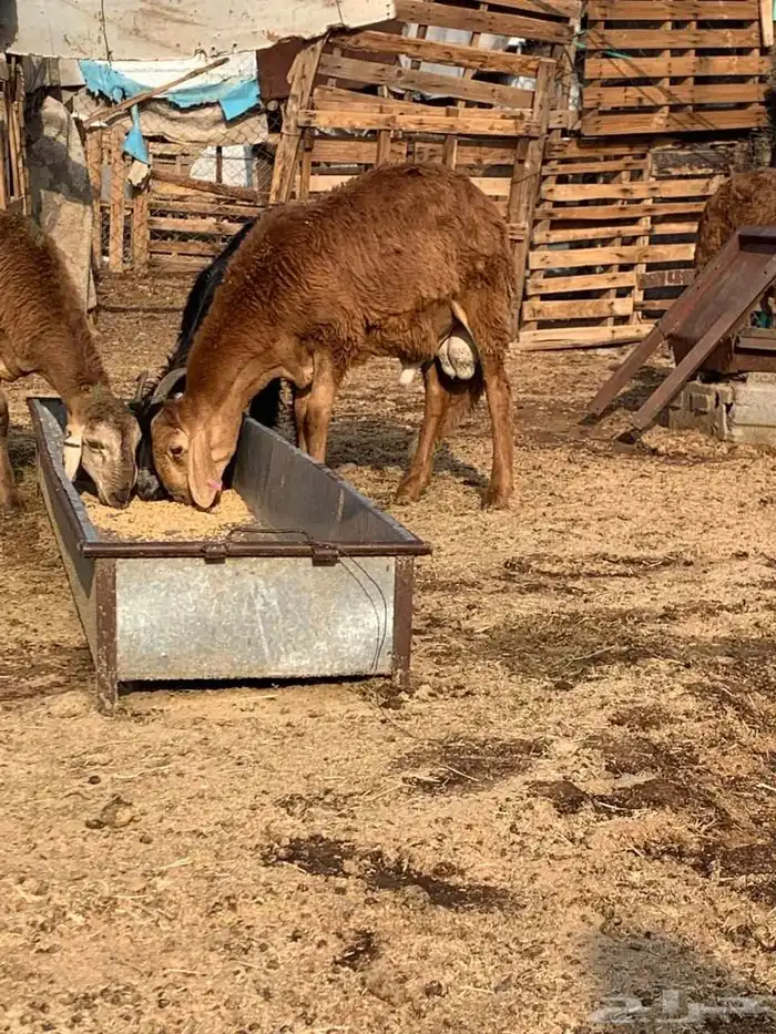 طليان جدعان سواكني حمريات مرابي العدد 5 من 1000 1