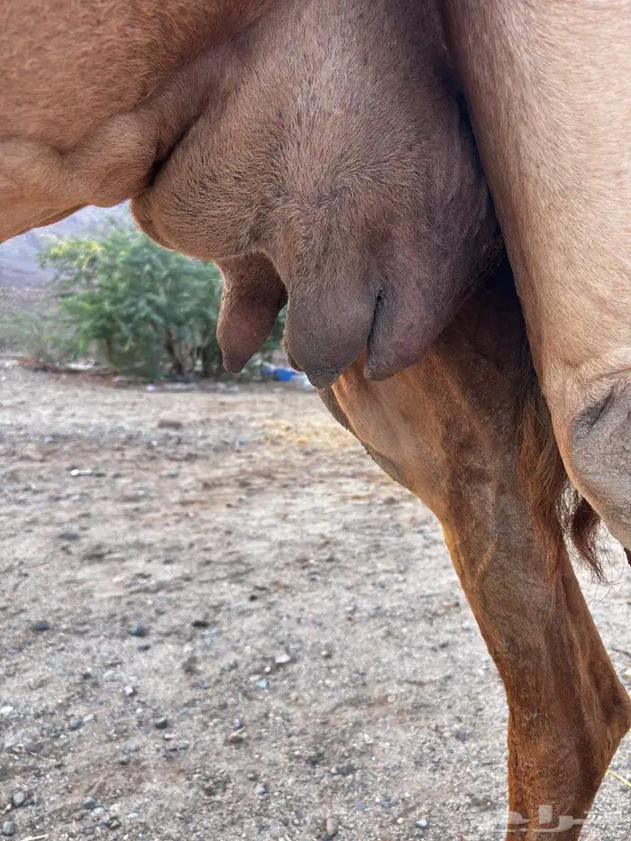 ناقه مسوح ب 5000 تم البيع 3