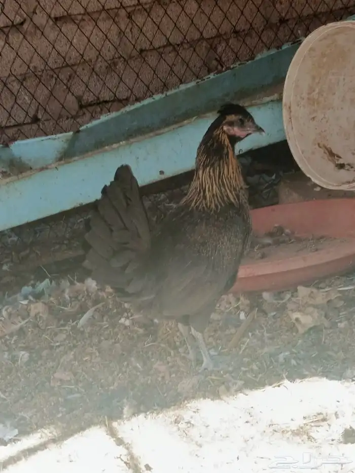 دجاج بلدي 5