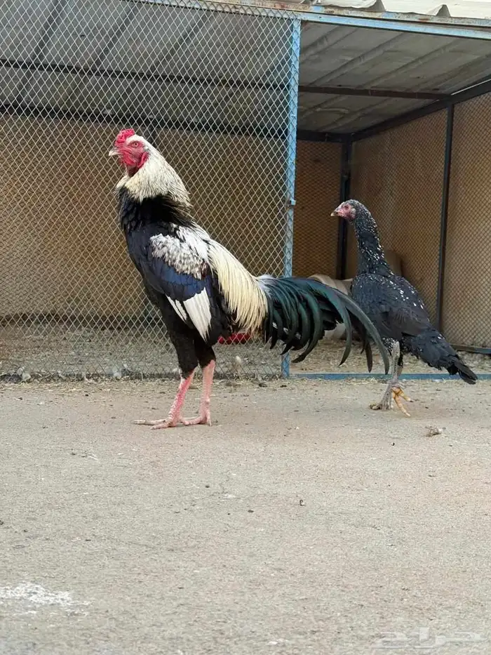 دجاج نوادر 2