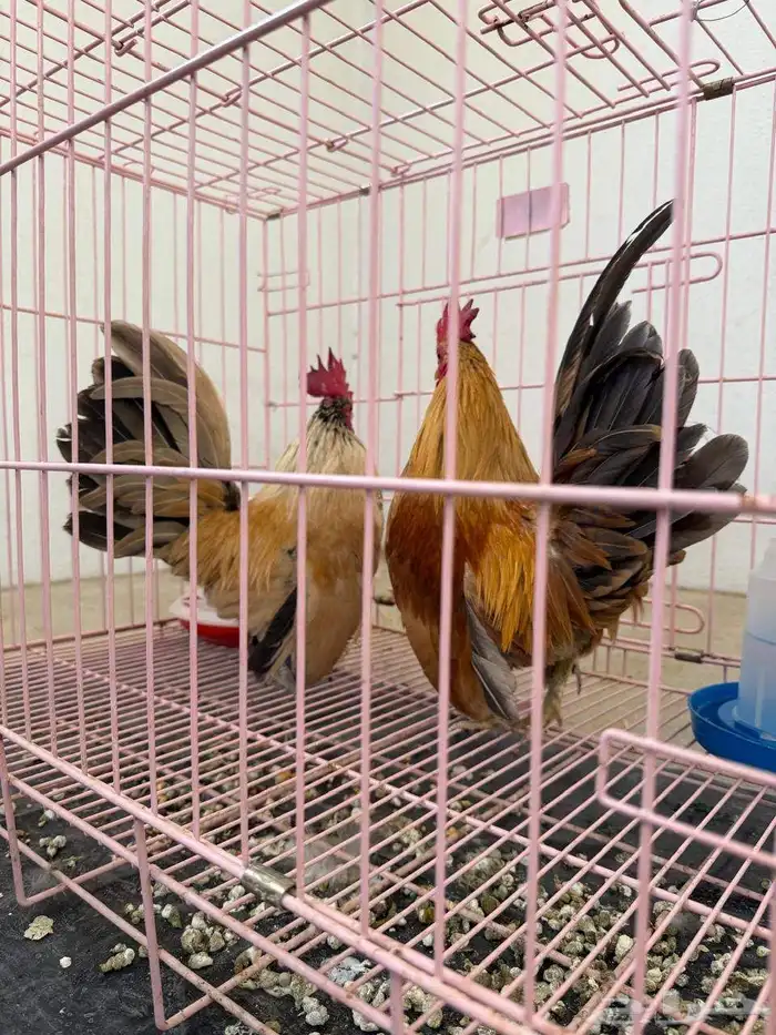 دجاج نوادر 7