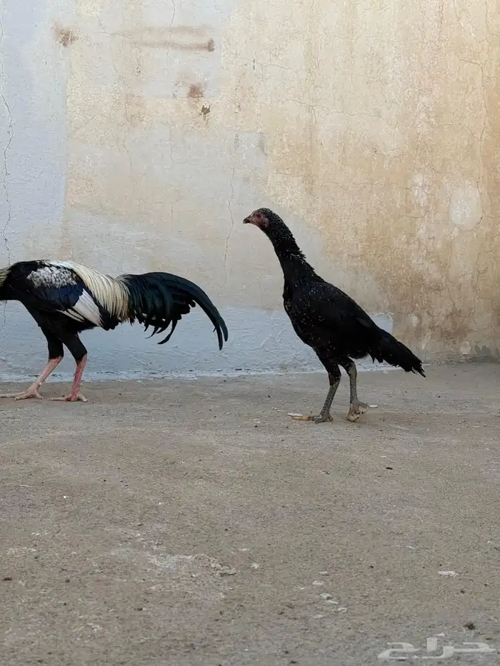 دجاج نوادر 15