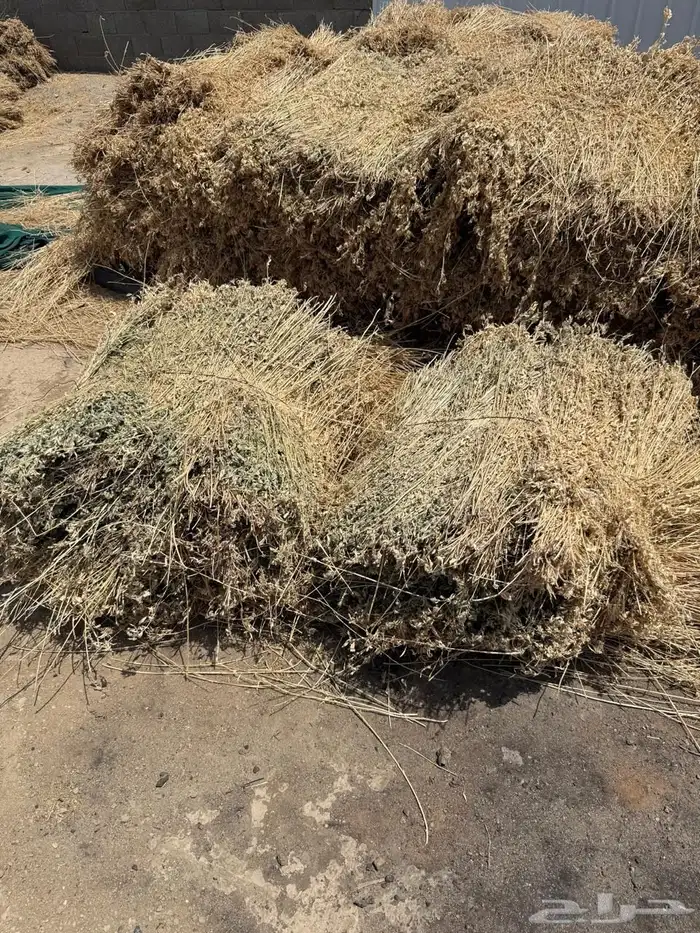 برسيم صافي من المزرعه ناشف واخضر متوفره 1