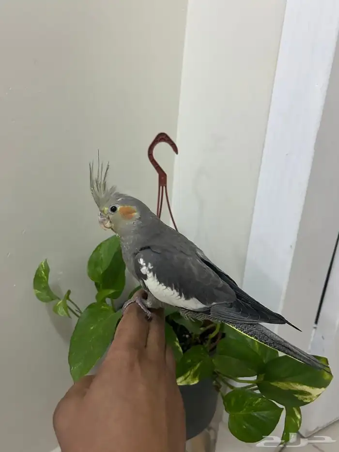 كروان هدد للبيع 3