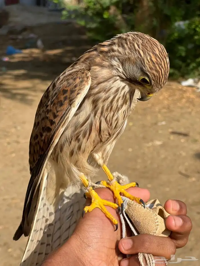 طير با شق مدراب 0