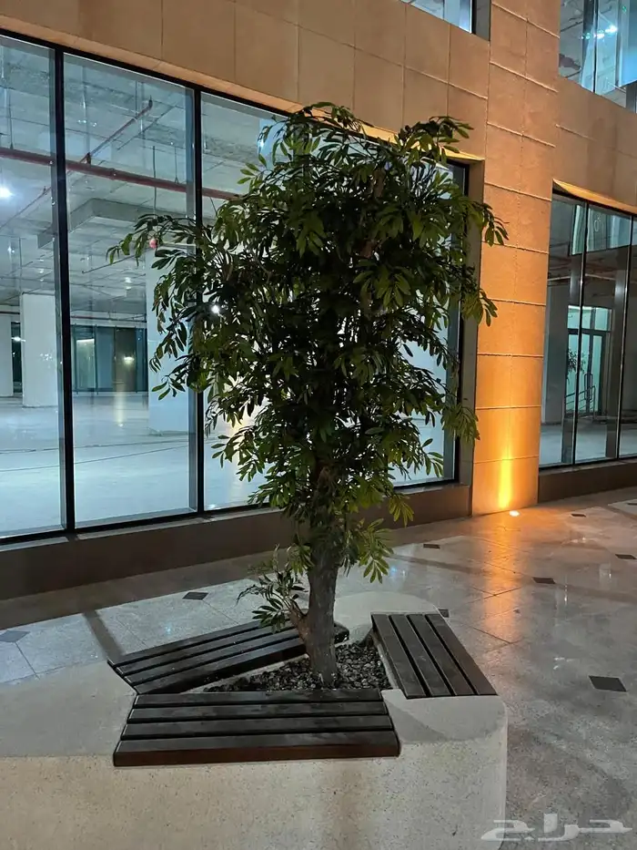 شجر دي ورات حسب الطلب 6