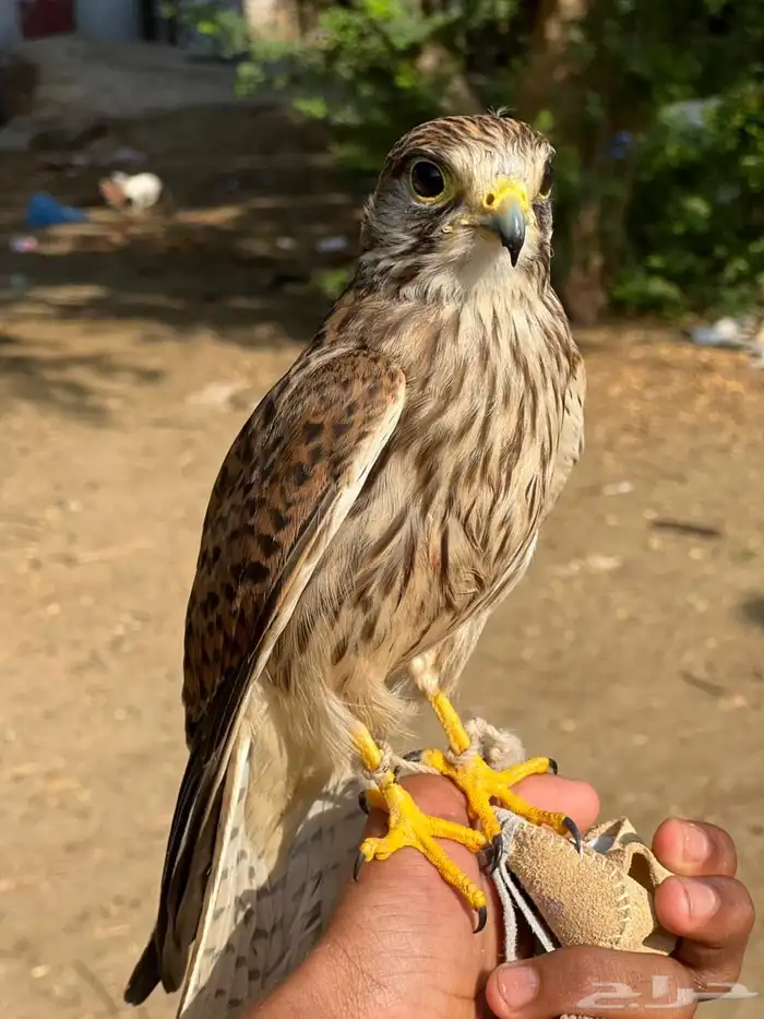 طير با شق مدراب 1