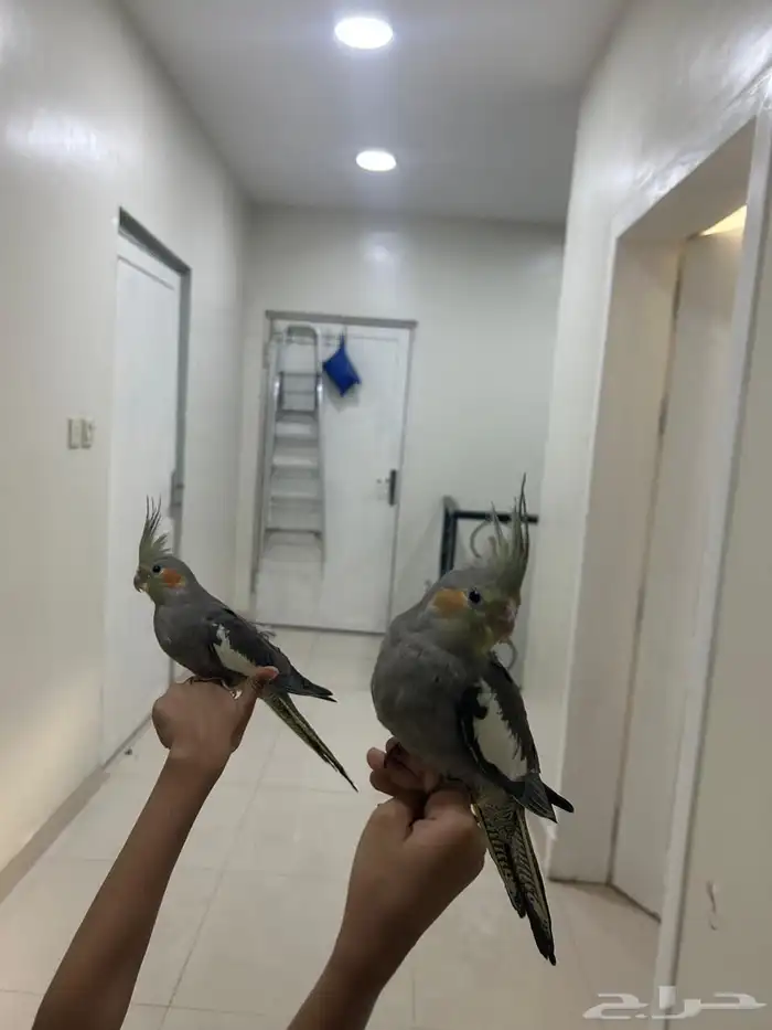 كروان هدد للبيع 1