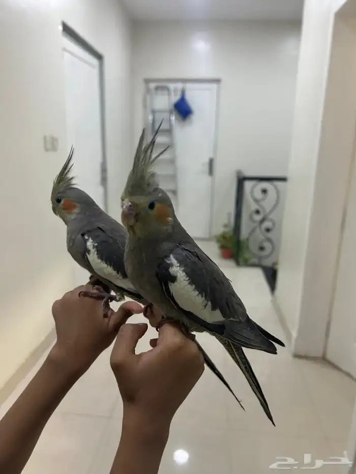 كروان هدد للبيع 0