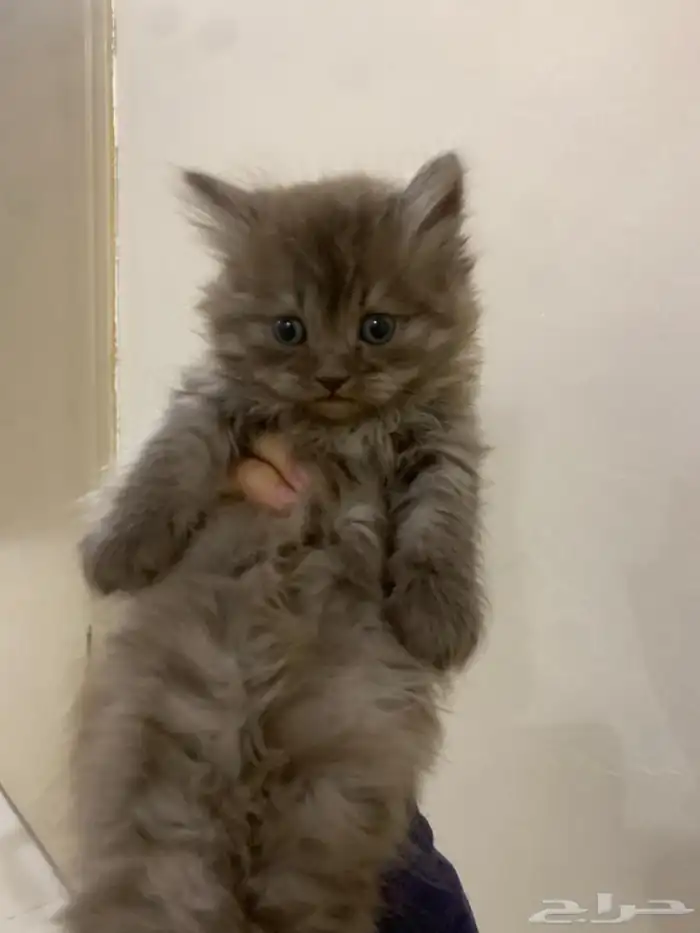 قطط هملايا 0