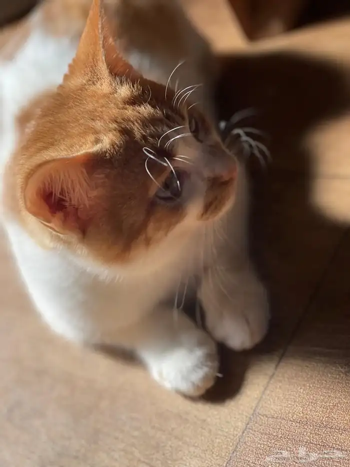 قطط مفقودة في الشفا 1