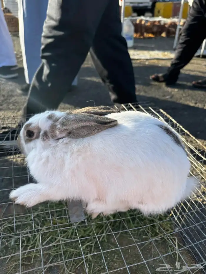 ارانب شنشلا وفلاندر بابيون 1