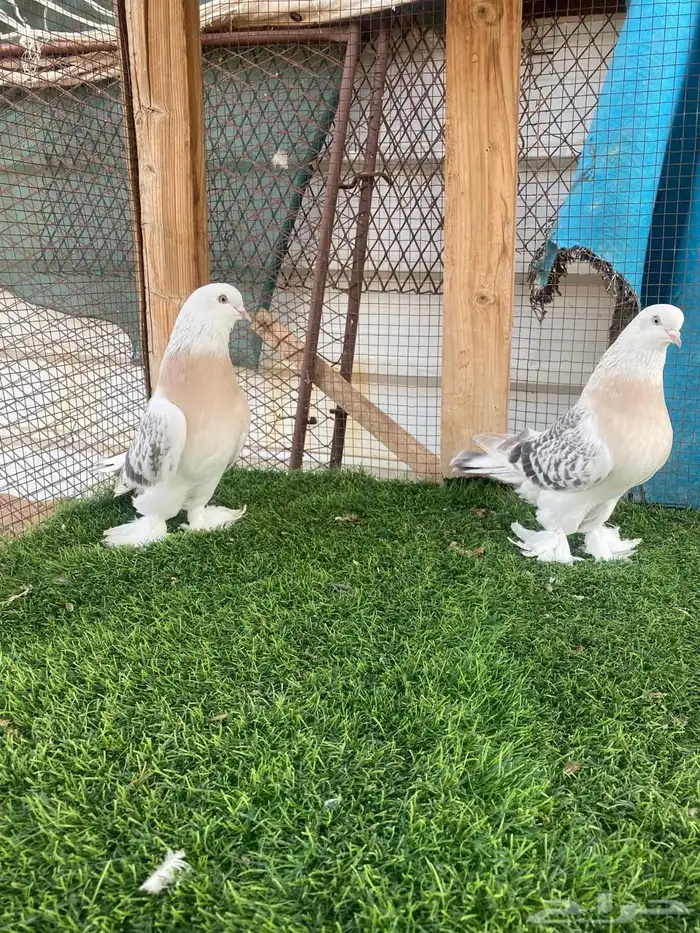 حمام تركي فاخر تم البيع 1