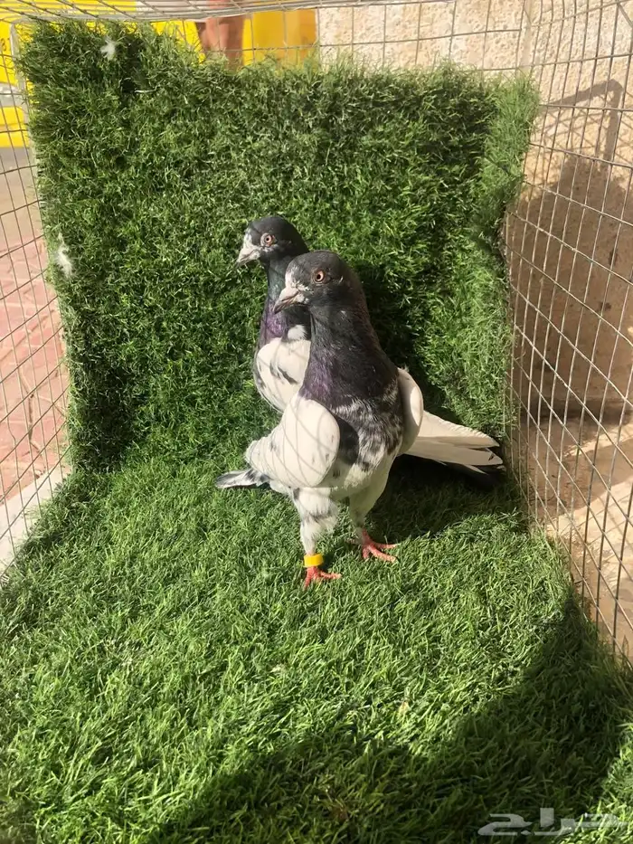 حمام باكستاني تيدي 1