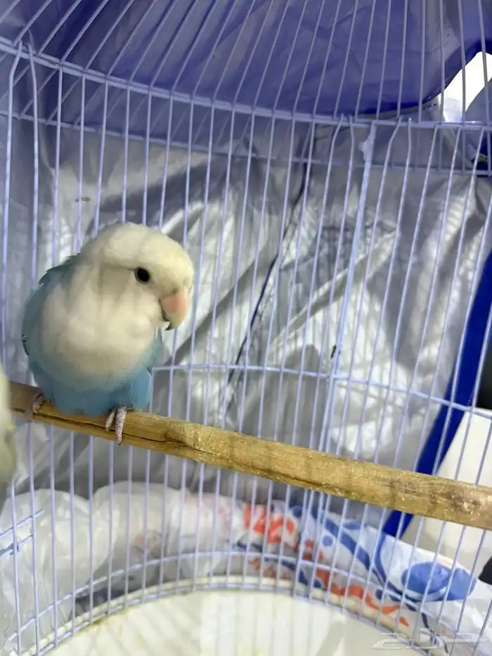 ببغاء روز اليفه و هدد 6