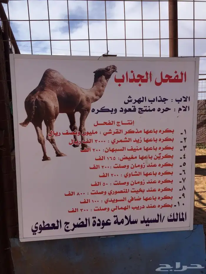 بكره حقه للبيع 1