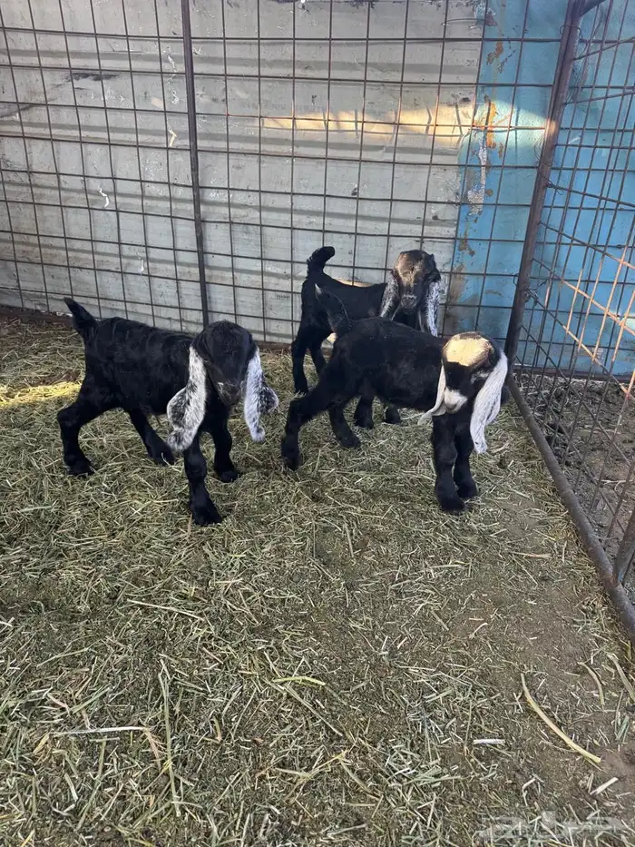 دوغير تيوس العدد 3 شرط صحه ويدغر من عنز ول شاه ول رضاعه 0