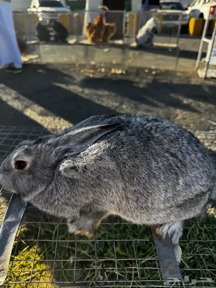 ارانب شنشلا وفلاندر بابيون 2