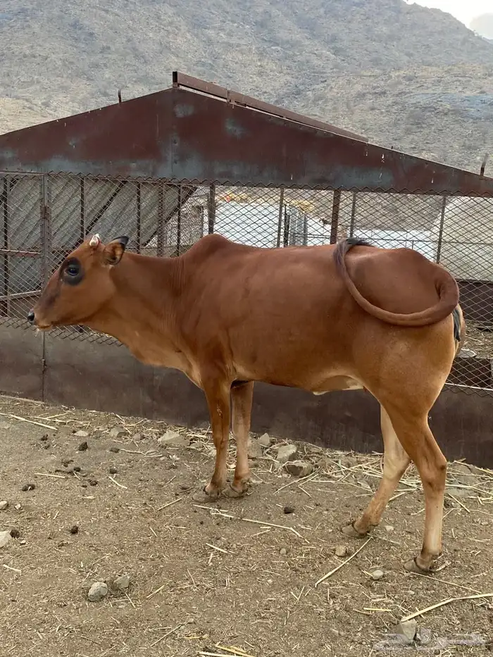 خبشه ثنيه شحم للبيع 1