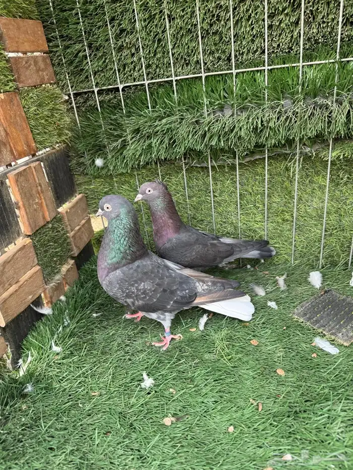 حمام قطيفي للبيع 0