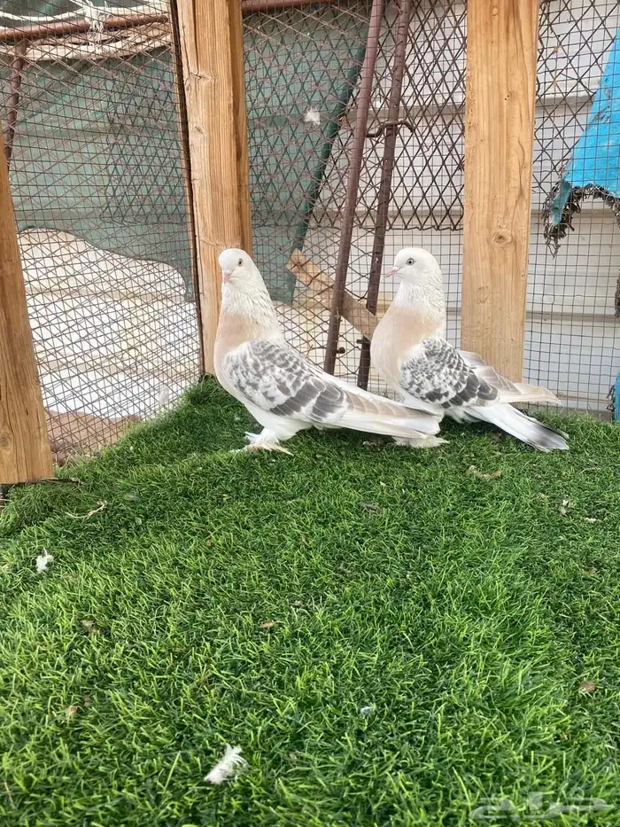 حمام تركي فاخر تم البيع 0