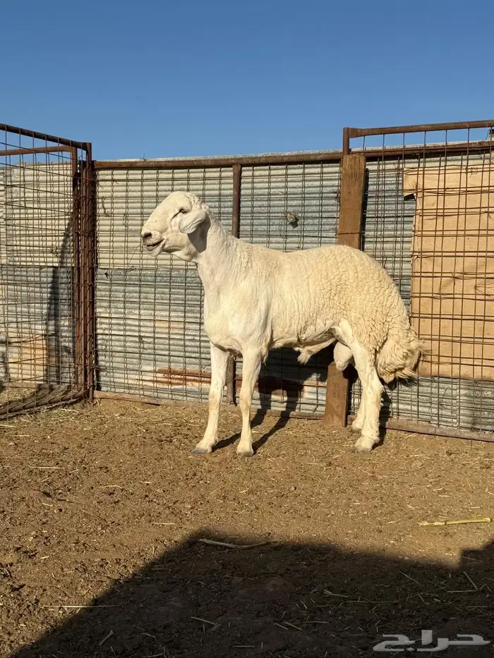 خروف فحل مشروط 0