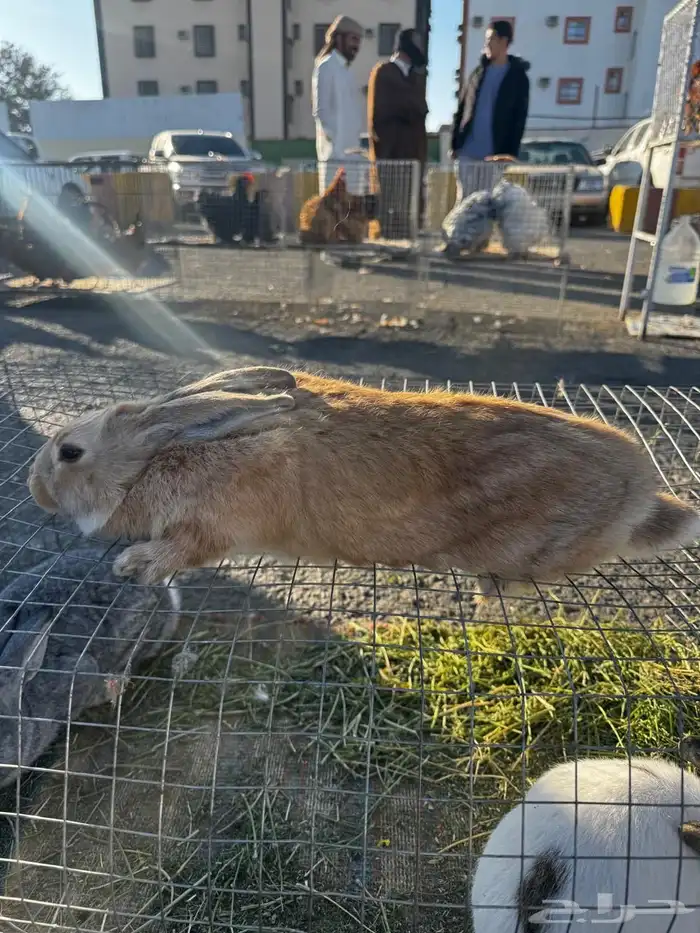 ارانب شنشلا وفلاندر بابيون 4